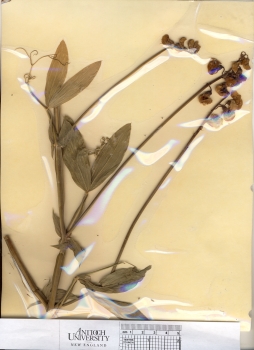 primary herbarium image