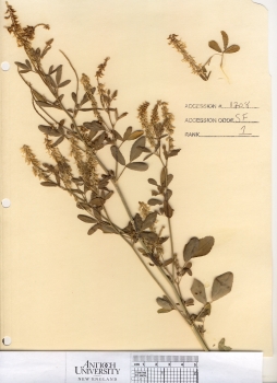 primary herbarium image