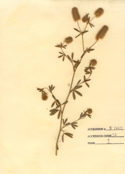 primary herbarium image