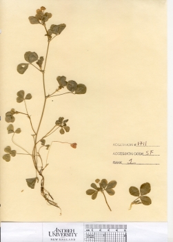 primary herbarium image