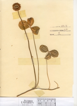 primary herbarium image