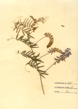 primary herbarium image