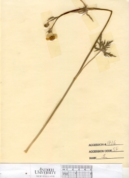 primary herbarium image