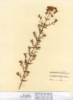 primary herbarium image