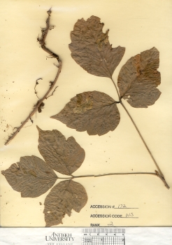primary herbarium image