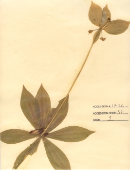 primary herbarium image