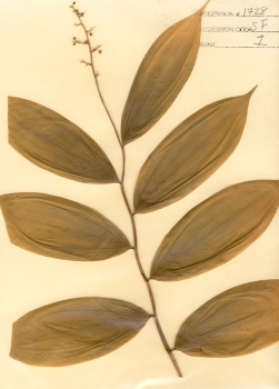 primary herbarium image