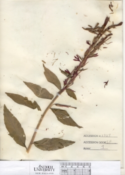 primary herbarium image