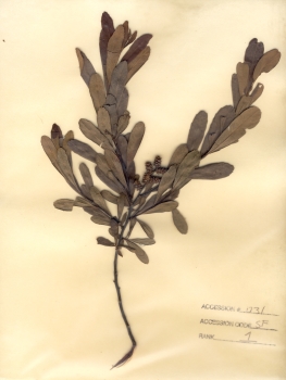 primary herbarium image