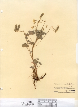 primary herbarium image