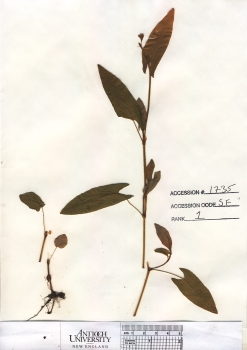 primary herbarium image