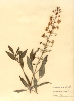 primary herbarium image