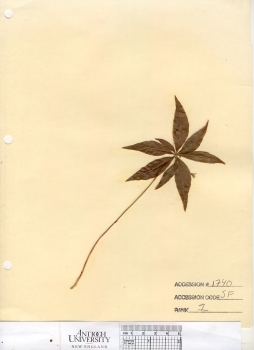 primary herbarium image