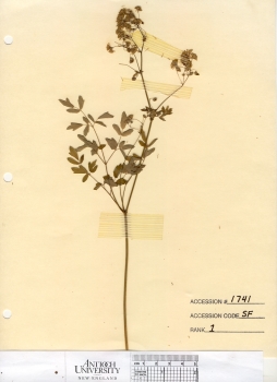 primary herbarium image
