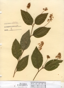 primary herbarium image