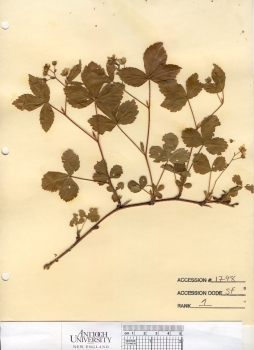 primary herbarium image