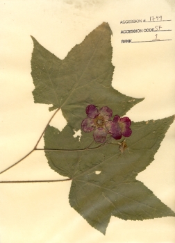 primary herbarium image
