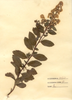 primary herbarium image