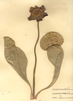 primary herbarium image