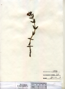 primary herbarium image
