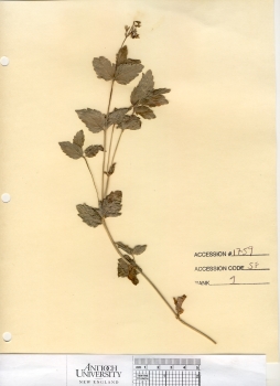 primary herbarium image