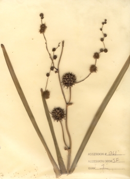primary herbarium image