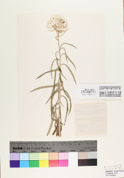 primary herbarium image