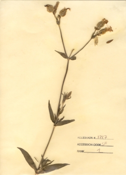primary herbarium image