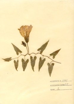 primary herbarium image