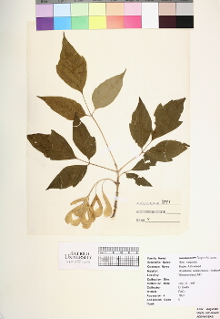 primary herbarium image