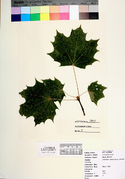 primary herbarium image