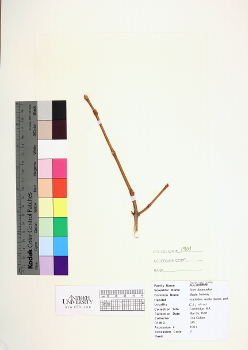 primary herbarium image