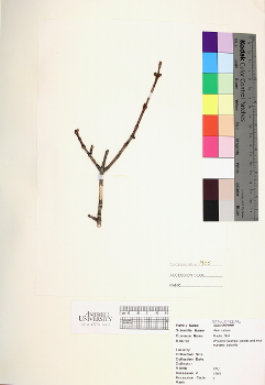 primary herbarium image