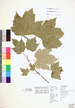 primary herbarium image