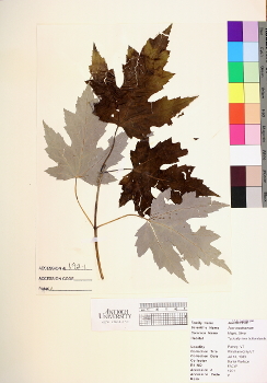 primary herbarium image