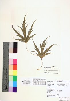 primary herbarium image