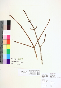 primary herbarium image