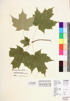 primary herbarium image