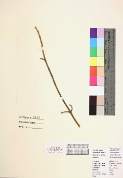 primary herbarium image