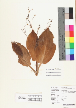 primary herbarium image