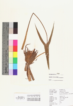 primary herbarium image