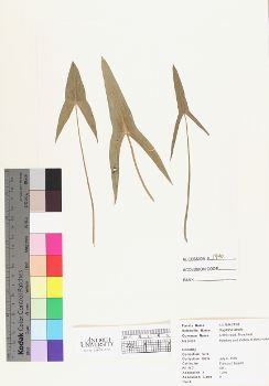 primary herbarium image