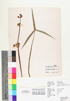 primary herbarium image
