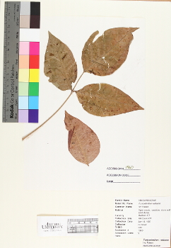 primary herbarium image