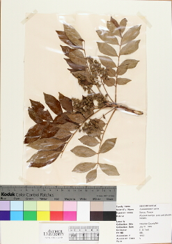 primary herbarium image