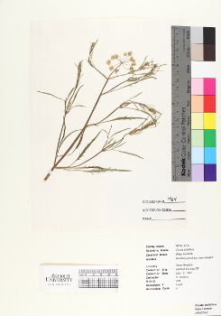 primary herbarium image