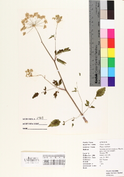 primary herbarium image
