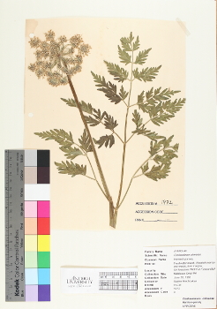 primary herbarium image