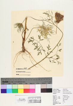 primary herbarium image
