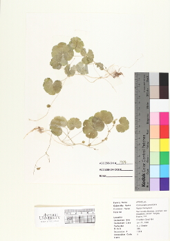 primary herbarium image